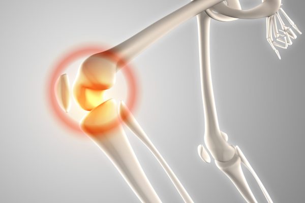 3D render of a skeleton with knee highlighted showing pain
